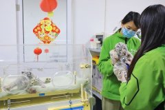刚出生一周的双胞胎小白虎迎来了“虎生